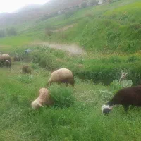۱۰عدد|حیوانات مزرعه|باوله, |دیوار