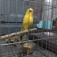 مرغ عشق نر