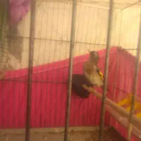 سهره ماده دورگ داغسر سر شترنجی