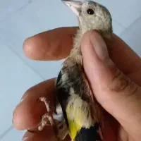 جوجه سهره سمیرم درجه یک