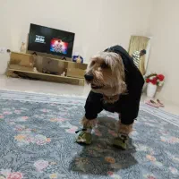 سگ گم شده مژدگانی 10 میلیون حتی بیشتر