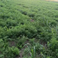 سبزی خوردن و خورشتی
