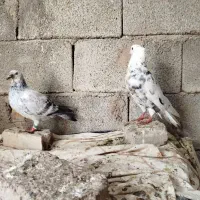 کبوتر|پرنده|سملقان, |دیوار