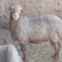 قوچ و بز چاق