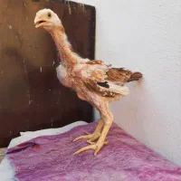 جوجه لاری