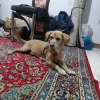 گمشده واگزاری