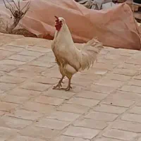 خروس سفید بومی. زیر قیمت