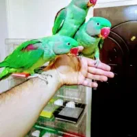 شاه طوطی