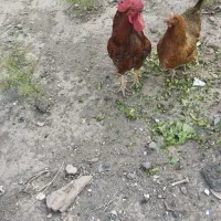 مرغ تخمگزار وخروس