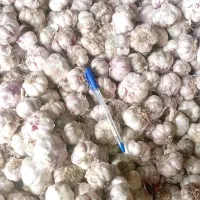 سیر کویر