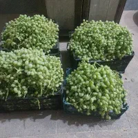 غوره
