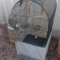 عروس هلندی باقفس