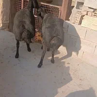 شیشک قره قزل