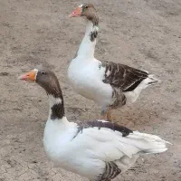 غاز