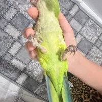 راهب فول دستی
