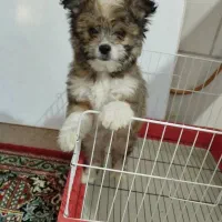 سگ پامر شیتزو