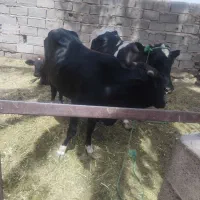 یک عدد گاو نر جوان