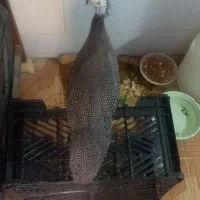 مرغ شاخدار