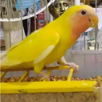 طوطی برزیلی گمشده