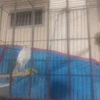 قناری نرمست