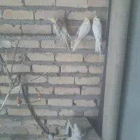 عروس هلندی