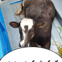 گاو گوساله گوسفند بز شکسته گاو  شکسته