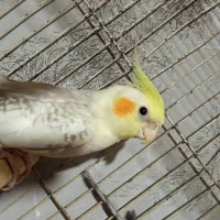 پرنده