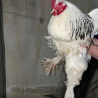 مرغ و خروس برهما