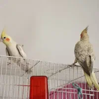 عروس هلندی جفت