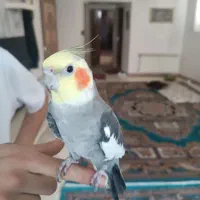 عروس هلندیو گم شده