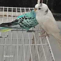 ۸۰۰،۰۰۰۰