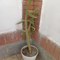 درخت تزئینی کاکتوس یکمتری