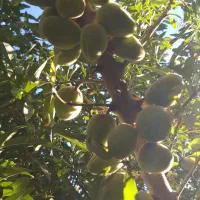 بادام درختی کاغذی تر