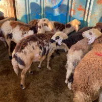 گوسفند کشتاری برای منزل و مراسمات