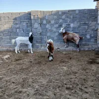 سه راس بزغاله وبز