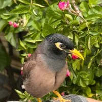 مرغ مینا گ*شده