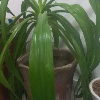 گل طبیعی موز