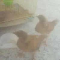 جوجه محلی درشت و سرحال