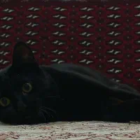 گربه Dsh|گربه|گرگان, |دیوار