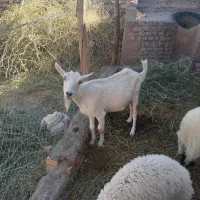 بز سانن