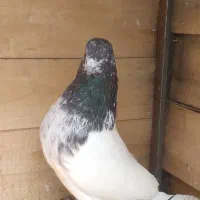 کله دم کپ بشرط بازی