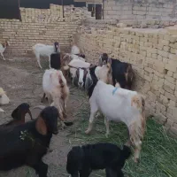 هفت راس بز ۷راس بزغاله افغان