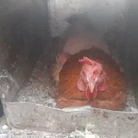 ۴مرغ و ۱خروس