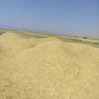 کاه گلرنگ