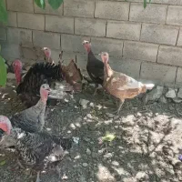 تعدادی بوقلمون به فروش می‌رسد