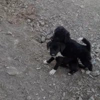 واگذاری رایگان توله پاکوتاه ماده