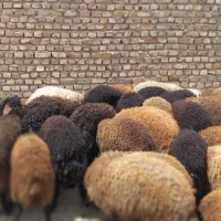 یک عدد بره نر چاق جو خورده جا خواب