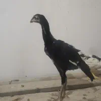 جوجه لاری اوشامو افغان5عدد