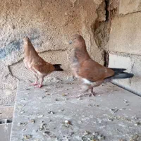 فروشی