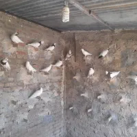 ۲۲تا کبوتر زینتی فقط یجا